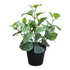 PLANTES VERTES ARTIFICIELLES EN POT, HAUT. 36 CM – PLANTES – Arteverdeco