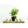 PLANTES VERTES ARTIFICIELLES EN POT, HAUT. 36 CM – PLANTES – Arteverdeco