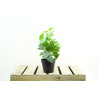 PLANTES VERTES ARTIFICIELLES EN POT, HAUT. 36 CM – PLANTES – Arteverdeco