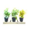 PLANTES VERTES ARTIFICIELLES EN POT, HAUT. 36 CM – PLANTES – Arteverdeco