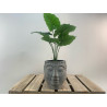 POT CIMENT FORME DE VISAGE BOUDDHA - VENDU EN CARTON DE 4 PCS - COLORIS ASSORTIS – CONTENANTS – Arteverdeco