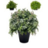 PLANTES VERTES ARTIFICIELLES EN POT, HAUT. 25 à 27 CM – DECORATIONS – Arteverdeco