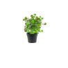 PLANTES VERTES ARTIFICIELLES EN POT, HAUT. 21 à 23 CM – DECORATIONS – Arteverdeco