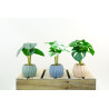 PLANTES VERTES ARTIFICIELLES EN POT CIMENT, HAUT. 30 CM – PLANTES – Arteverdeco