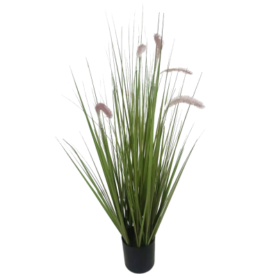 PLANTES GRAMINEES – Arteverdeco