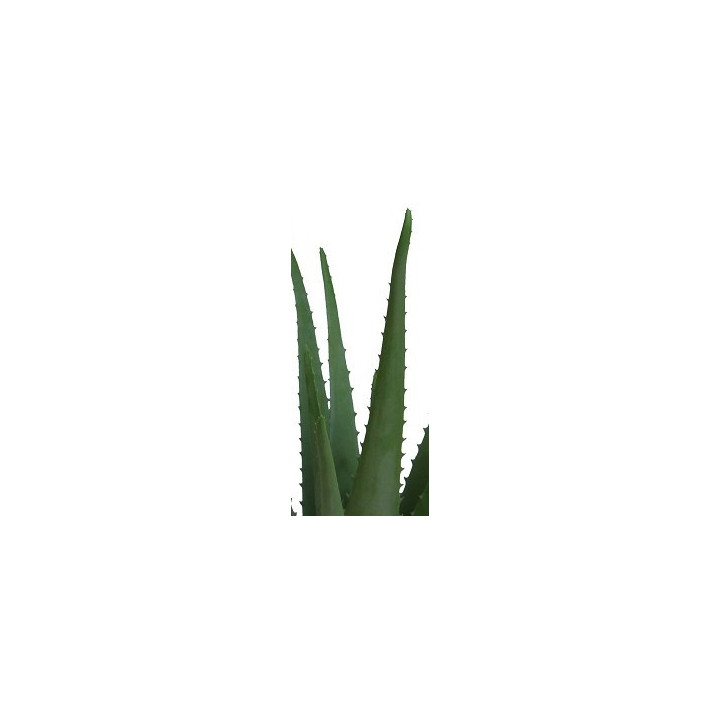 ALOE VERA ARTIFICIEL EN POT, HAUT. 45 CM – PLANTES – Arteverdeco