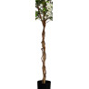 GLYCINE ARTIFICIELLE EN POT, HAUT 180 CM – ARBRES – Arteverdeco