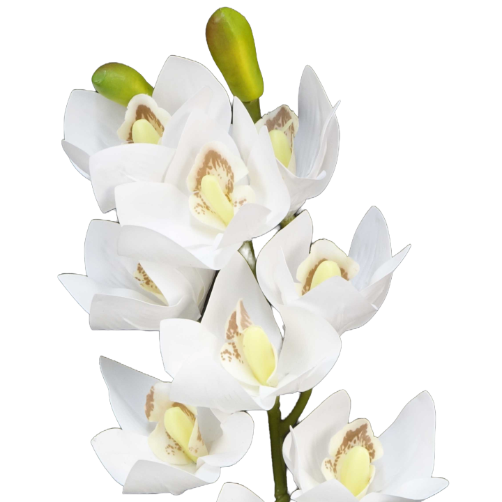 TIGE D'ORCHIDEE CYMBIDIUM, HAUT. 74 CM – FLEURS – Arteverdeco