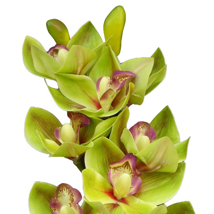 TIGE D'ORCHIDEE CYMBIDIUM ARTIFICIELLE, HAUT. 74 CM – FLEURS – Arteverdeco