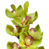 TIGE D'ORCHIDEE CYMBIDIUM ARTIFICIELLE, HAUT. 74 CM – FLEURS – Arteverdeco