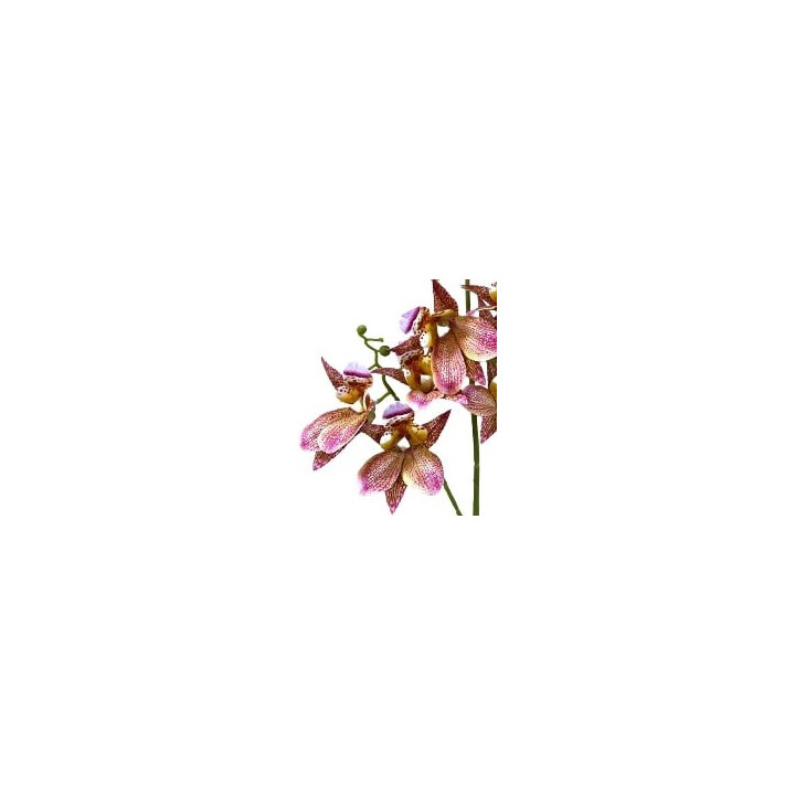 TIGE D'ORCHIDEE DENDROBIUM ARTIFICIELLE, HAUT. 79 CM – FLEURS – Arteverdeco