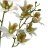 TIGE D'ORCHIDEE DENDROBIUM, HAUT. 79 CM – FLEURS – Arteverdeco