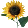 TIGE DE TOURNESOL, HAUT. 68 CM – FLEURS – Arteverdeco