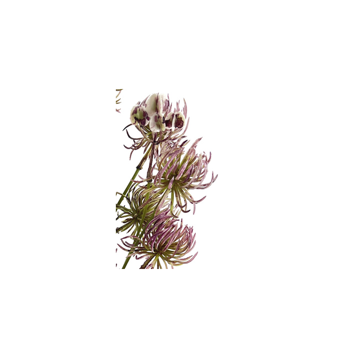 TIGE DE CORDIFOLIUM, HAUT. 59 CM – FLEURS – Arteverdeco