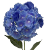 TIGE D'HORTENSIA, HAUT. 68 CM – FLEURS – Arteverdeco