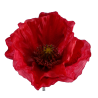 TIGE DE COQUELICOT, 2 FLEURS, 2 FEUILLES - HAUT. 67 CM – FLEURS – Arteverdeco