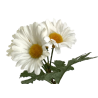 TIGE DE MARGUERITE - HAUT 74 CM – FLEURS – Arteverdeco