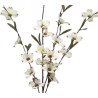 TIGE DE SOPHORA JAPONICA, HAUT. 104 CM – FLEURS – Arteverdeco