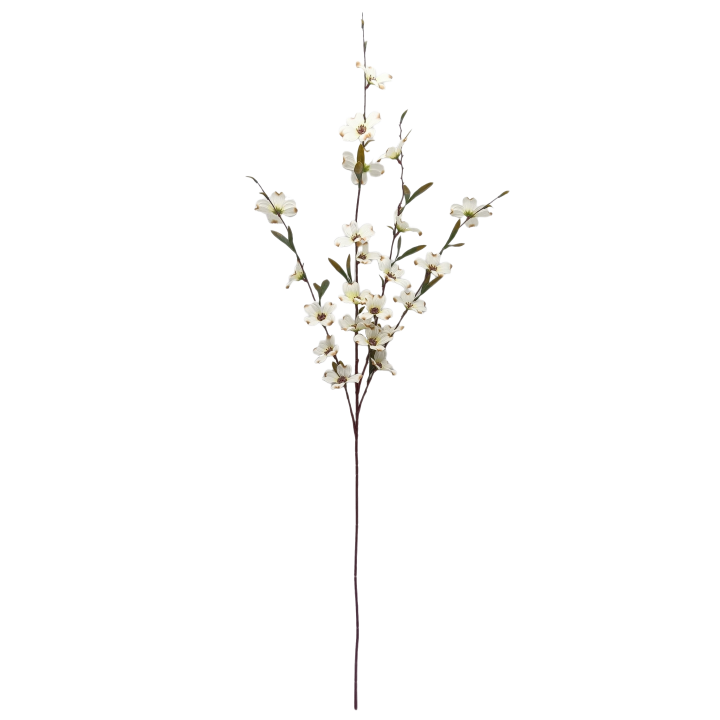 TIGE DE SOPHORA JAPONICA, HAUT. 104 CM – FLEURS – Arteverdeco