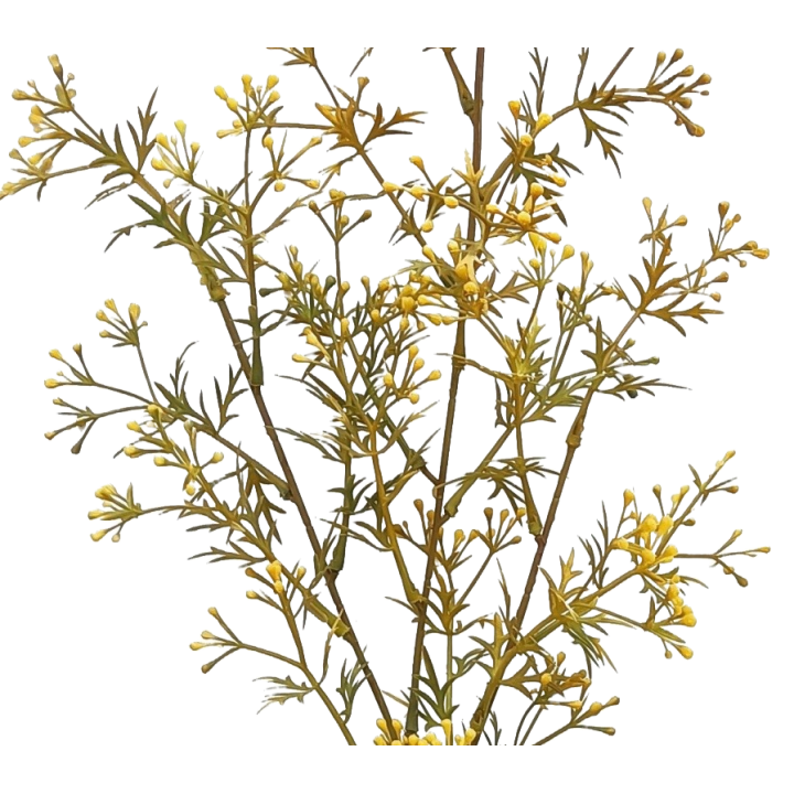 TIGE DE GYPSOPHILE ARTIFICIELLE, HAUT. 72 CM – FLEURS – Arteverdeco