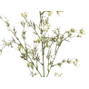 TIGE DE GYPSOPHILE, HAUT. 72 CM – FLEURS – Arteverdeco