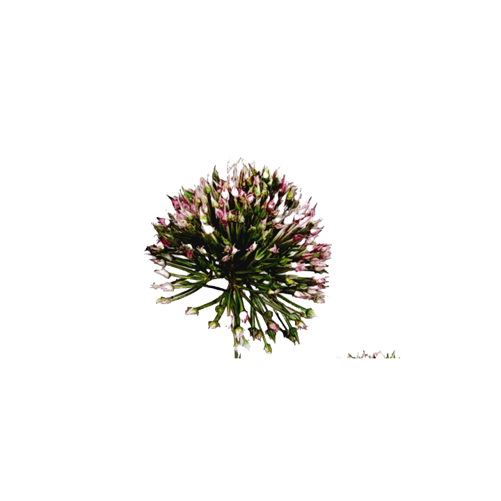 TIGE D ALLIUM - HAUT. 65 CM – FLEURS – Arteverdeco