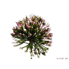 TIGE D ALLIUM - HAUT. 65 CM – FLEURS – Arteverdeco