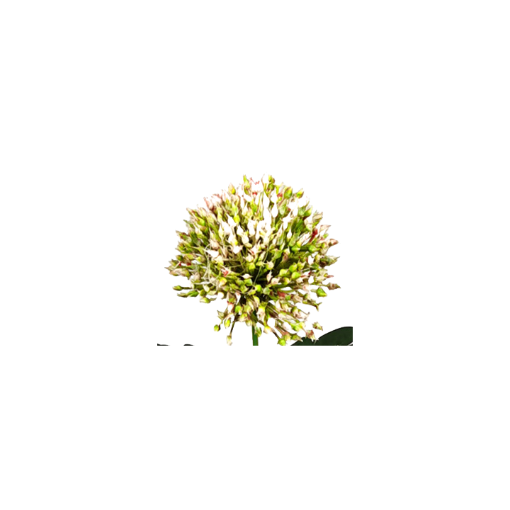 TIGE D'ALLIUM ARTIFICIELLE - HAUT. 65 CM – FLEURS – Arteverdeco