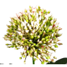 TIGE D'ALLIUM ARTIFICIELLE - HAUT. 65 CM – FLEURS – Arteverdeco