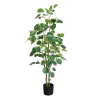 POLYSCIAS SCUTELLARIA EN POT, ENVIRON 138 FEUILLES - HAUT. 120 CM – ARBRES – Arteverdeco