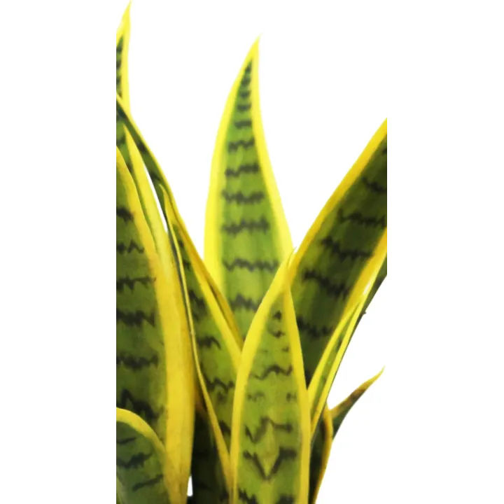 SANSEVIERIA ARTIFICIEL EN POT, AVEC 17 FEUILLES, HAUTEUR 35 CM – PLANTES – Arteverdeco