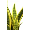 SANSEVIERIA ARTIFICIEL EN POT, AVEC 17 FEUILLES, HAUTEUR 35 CM – PLANTES – Arteverdeco