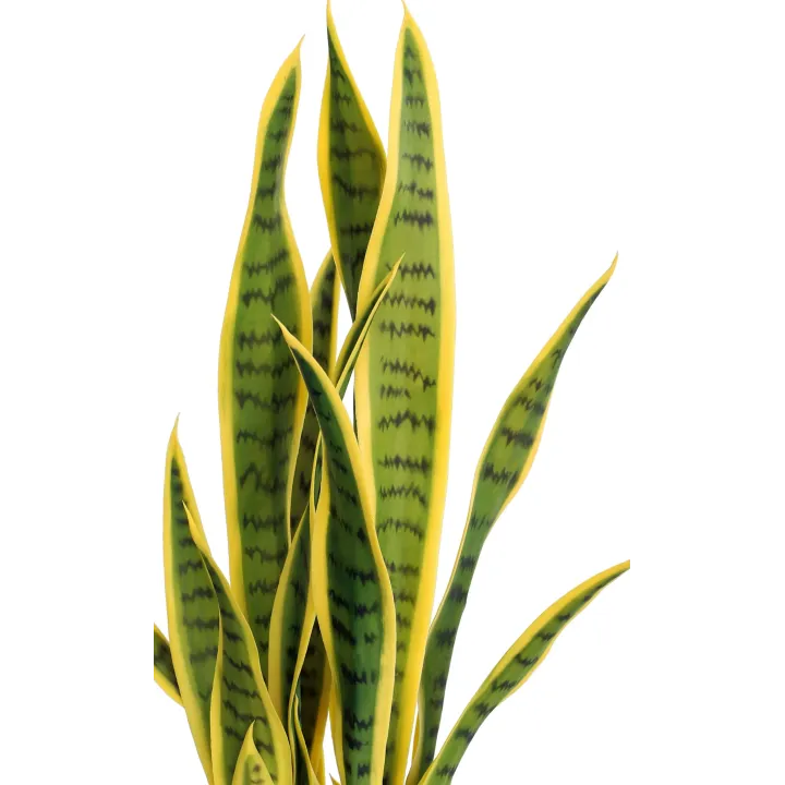 SANSEVIERIA ARTIFICIEL EN POT, AVEC 21 FEUILLES, HAUTEUR 65 CM – PLANTES – Arteverdeco