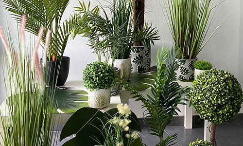  vente de PLANTES - Arteverdeco